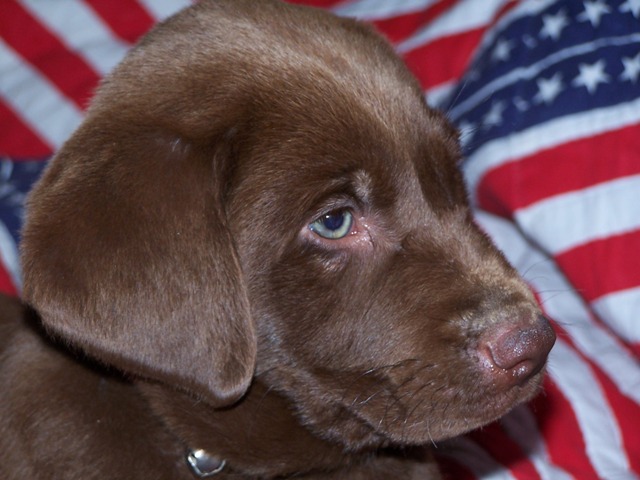 yellow lab golden retriever mix puppies. Found Yellow Lab (Harley